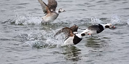 Winter Waterfowl and Other Possibilities