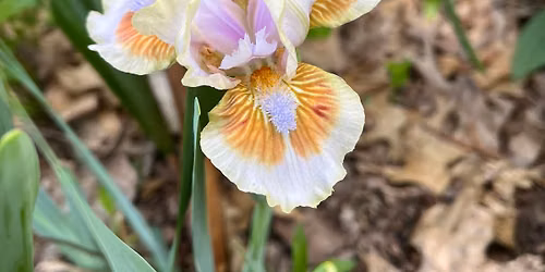 Middle TN Iris Society October Meeting