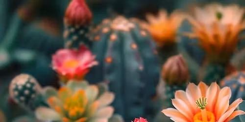 Fort Worth Cactus & Succulent Society May Meeting