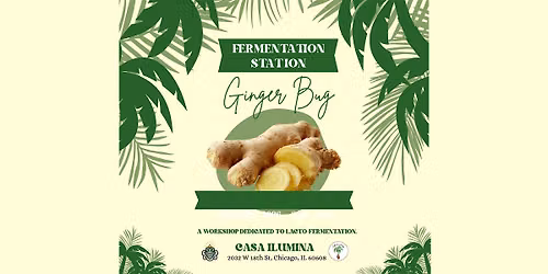 Fermentation Station: Ginger Bug