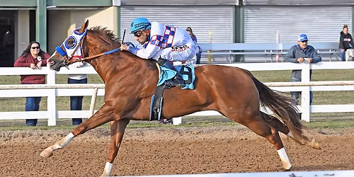 Quarter Horse Meet at Sam Houston Race Park