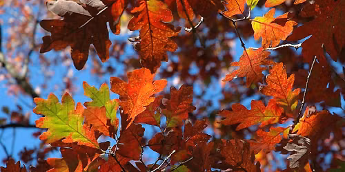 Great Oaks