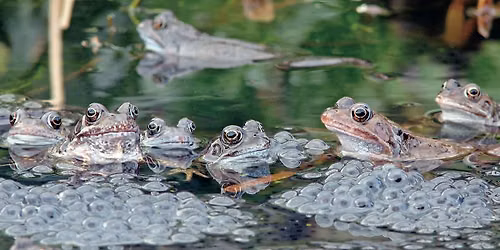 Frog Workshop at Potteric Carr Nature Reserve