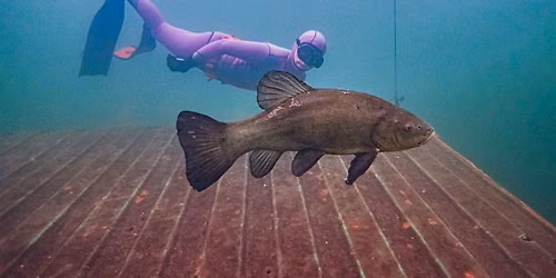 NoTanx Freediving - Colchester Monday Session