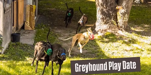 Greyhound Play Date 