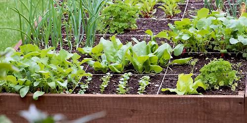 LE POTAGER ÉCOLOGIQUE - SHED