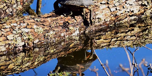 Does the Pond need a Doctor? 