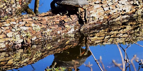 Does the Pond need a Doctor? 