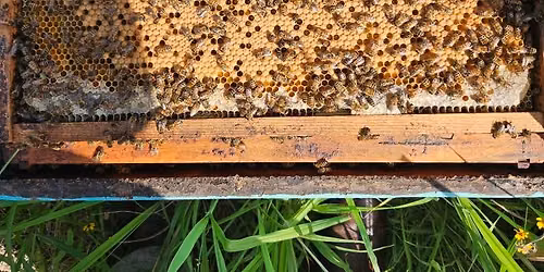 2026 Honey Expo