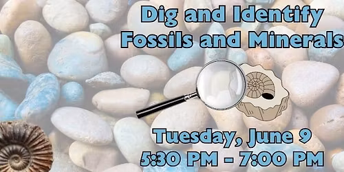 Dig and Identify Fossils and Minerals