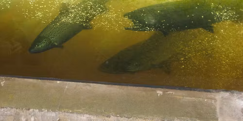 Besadny Anadromous Fish Facility Open House