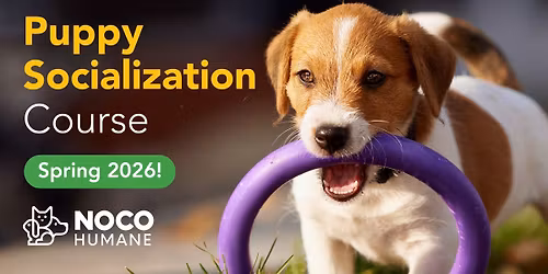 Puppy Socialization Course