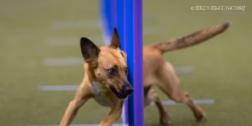 Agility Turnier - The Nice One