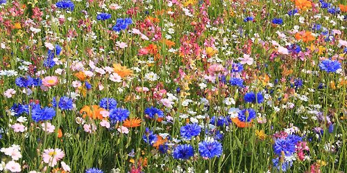 June in Bloom