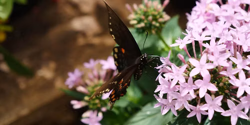Breakfast with Butterflies
