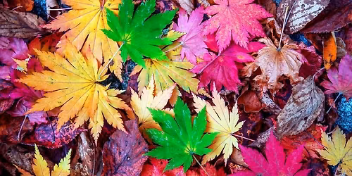 Querbeet-Messe Burgau