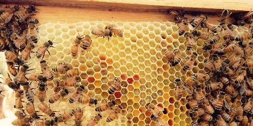 Beehive Business