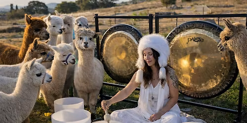 Sound Bath Experience with Alpacas!