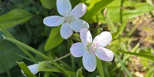 March Wildflower Walk