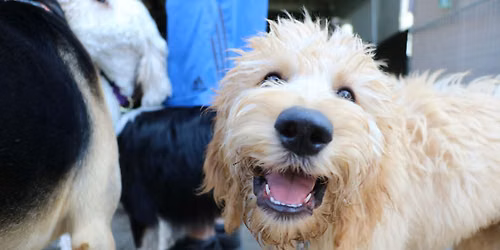 Training Class - Puppy Elementary