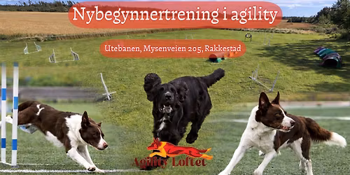 FULLT!Nybegynnertrening i agility