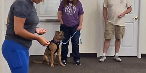 A.K.C. Star Puppy Classes 