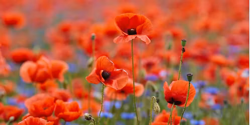 Remembrance Day Ceremony with The Second Chances & J.L. Ilsley Bands