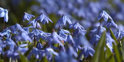 Kveldsomvisning: Naturen v\u00e5kner