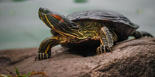 Exploring with Scientists: Turtle Adventures!