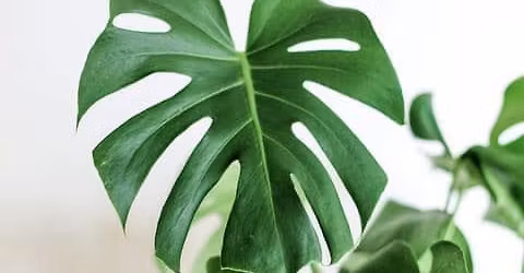 HEB Plant Swap