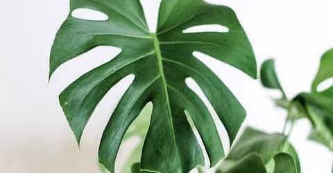 HEB Plant Swap