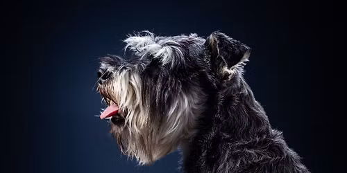 Pet Photography Course