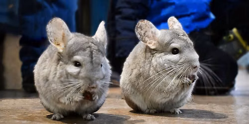 Critter Camp: Ferrets & Chinchillas at The Playroom