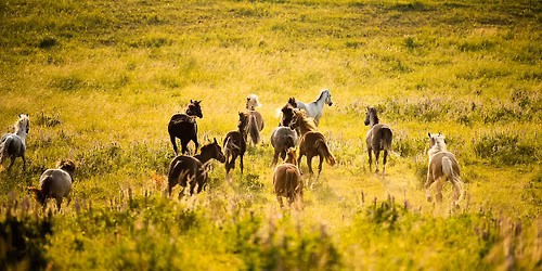 Ob\u00f3z Konny Dla Doros\u0142ych Powr\u00f3t do Przesz\u0142o\u015bci- Brak miejsc