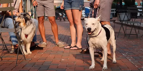 Pup Street \ud83d\udc3e Furever Fall
