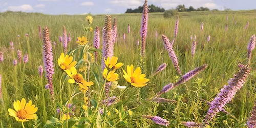 July Herb Club Meeting: Native Landscaping & Conservation