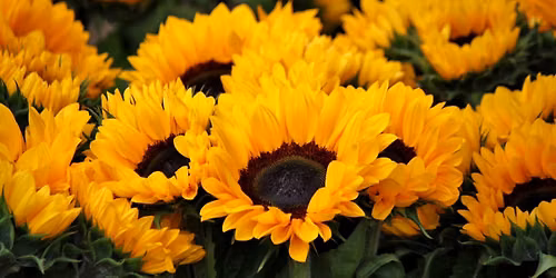 Mahj in Bloom