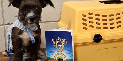 No Place Like Home: Toto Adoption Event