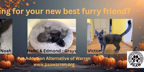 Home for the Holdays Cat Adoption Event - Petco Troy