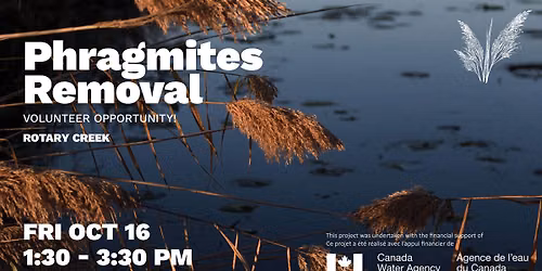 Volunteer Phragmites Removal at Rotary Creek