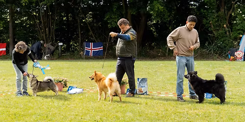 Kampioenschapsclubmatch 2026 en rasexamen Noorse Lundehund