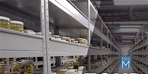 From Stream to Science: An Exclusive Tour of the NYSM Ichthyology Lab