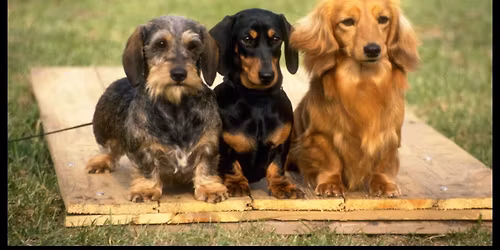 Badger Dachshund Club Specialty Show
