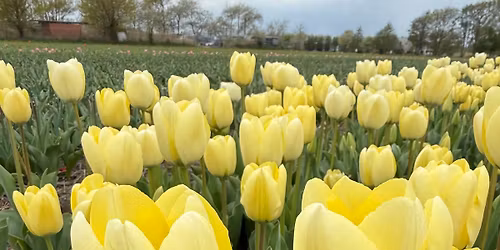 Golden Anniversary Garden Party