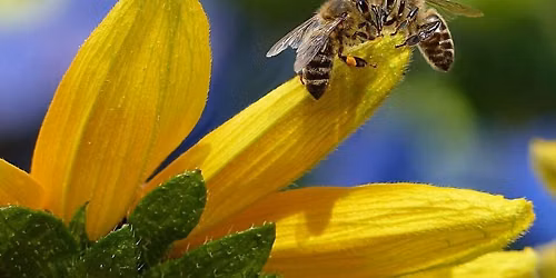 Good Bugs & Pests Workshop at the Wanskuck Library
