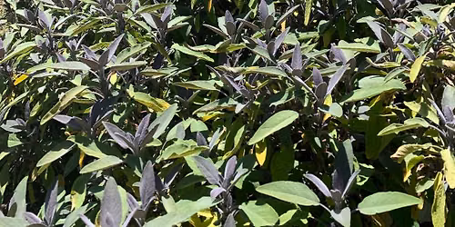 Eating (and Drinking) the Weeds at Copley Community Orchard