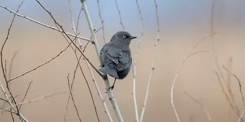 Birding Beckenholdt Park