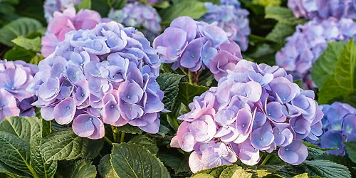 Free Hydrangea Care Talk + Pruning Demo