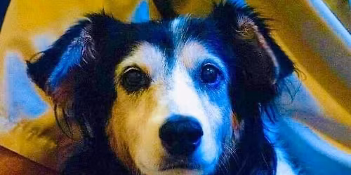 Gary Prisby at Black Dog Wine Company