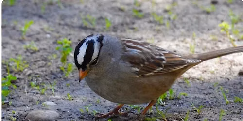 Orange County Fall Birding & Bird Photography Walk | Irvine Regional Park